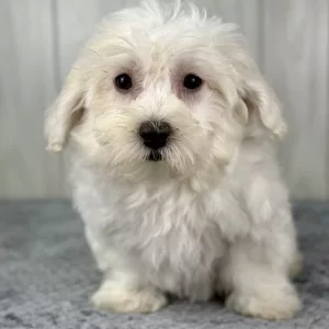 Elmo the bichon puppy for sale