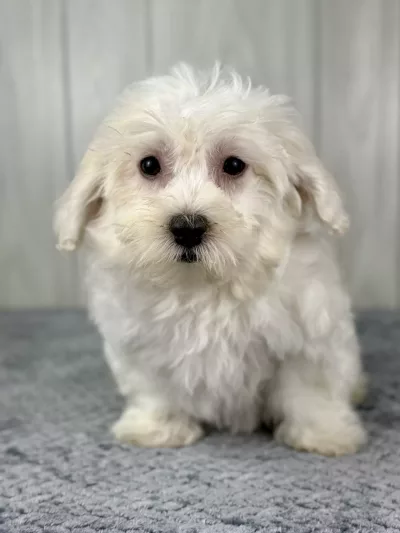 Elmo the bichon puppy for sale