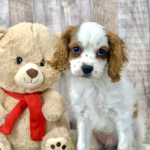 Boy King Charles Cavalier - Ghost