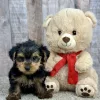 Hank our yorkie puppy for sale