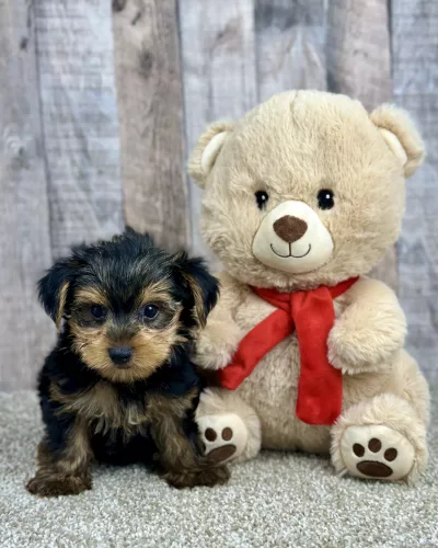 Hank our yorkie puppy for sale