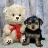 Hank our yorkie puppy for sale