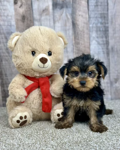 Hank our yorkie puppy for sale
