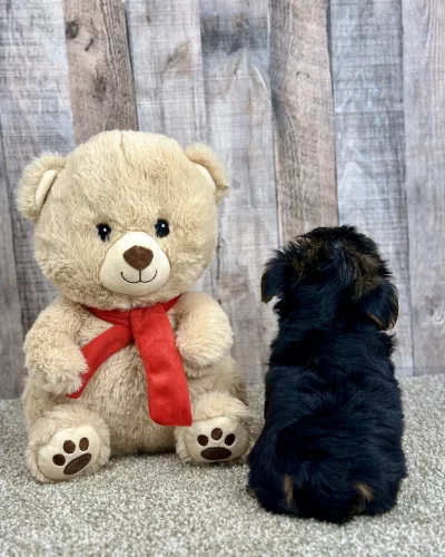 Hank our yorkie puppy for sale