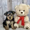 Hank yorkie puppy for sale