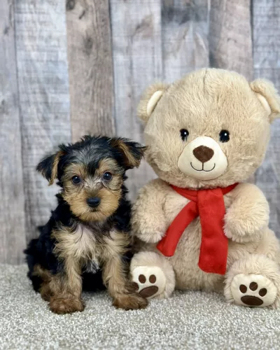 Hank yorkie puppy for sale