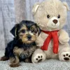 Honey yorkie puppy for sale