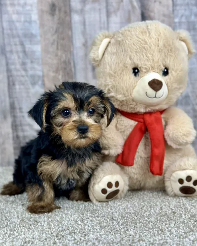 Honey yorkie puppy for sale