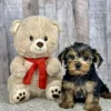 Honey yorkie puppy for sale