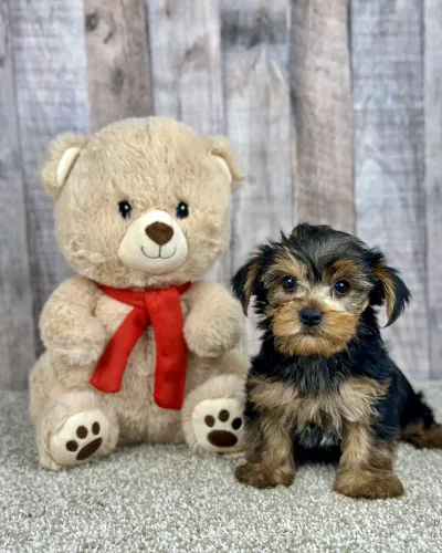 Honey yorkie puppy for sale