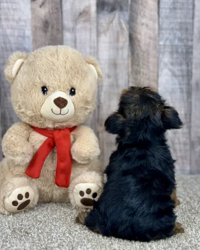 Honey yorkie puppy for sale