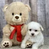 maltese puppy for sale