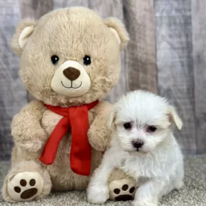 maltese puppy for sale