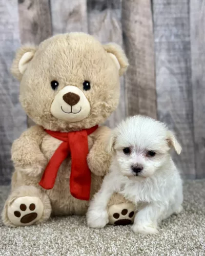 maltese puppy for sale