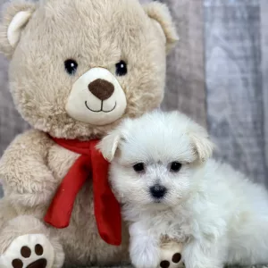 Iggy maltese puppy for sale