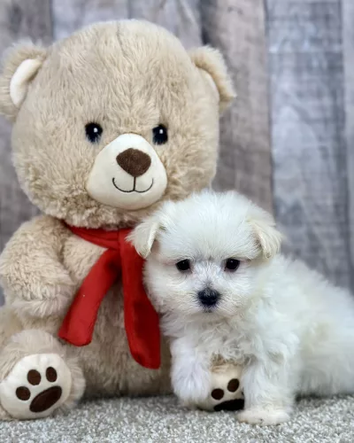 Iggy maltese puppy for sale