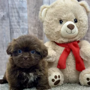 Luna the shih tzu puppy for sale