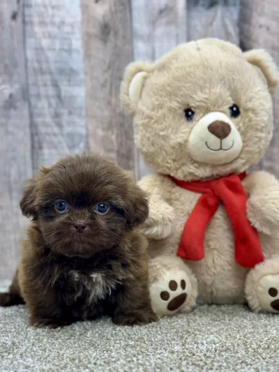 Luna the shih tzu puppy for sale