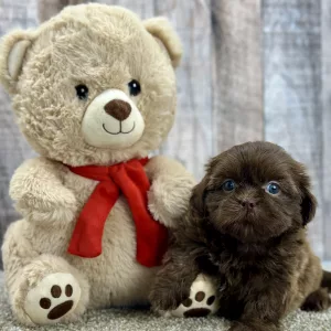 Lucky shih tzu puppy for sale