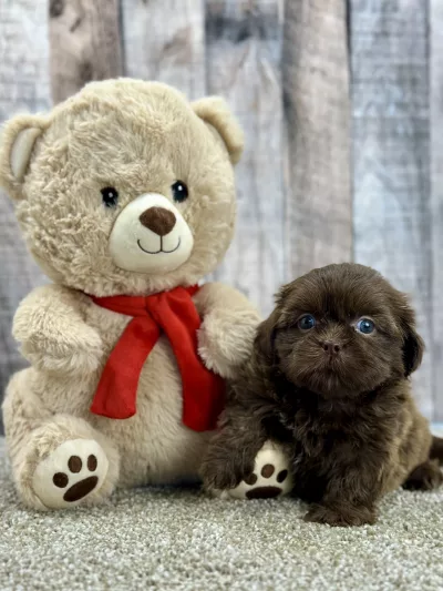 Lucky shih tzu puppy for sale