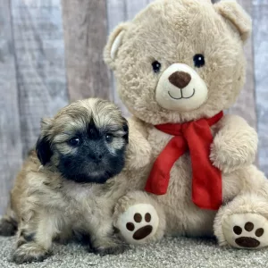 Louie the shih tzu puppy for sale