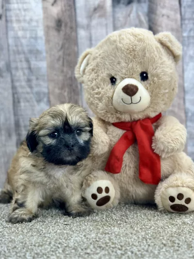 Louie the shih tzu puppy for sale