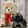 Lucky shih tzu puppy for sale