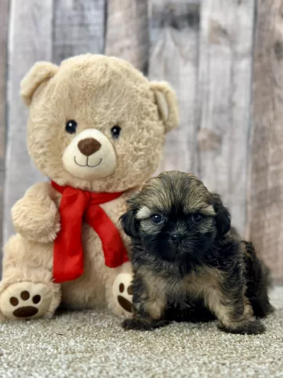 Lucky shih tzu puppy for sale