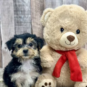 Molly the morekis puppy for sale