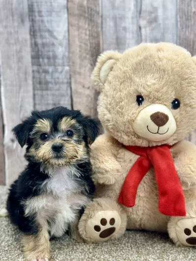 Molly the morekis puppy for sale