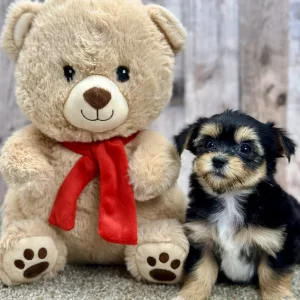 Max the morkie puppy for sale