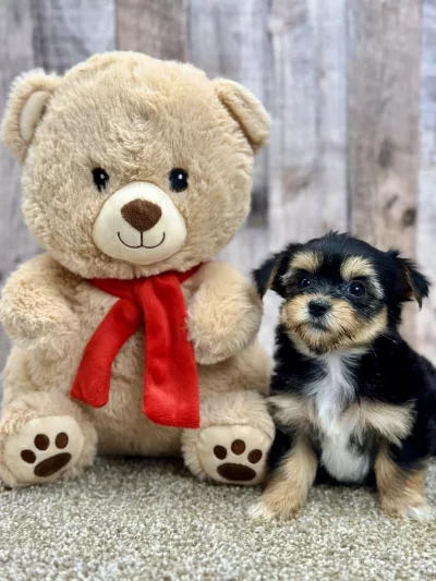 Max the morkie puppy for sale