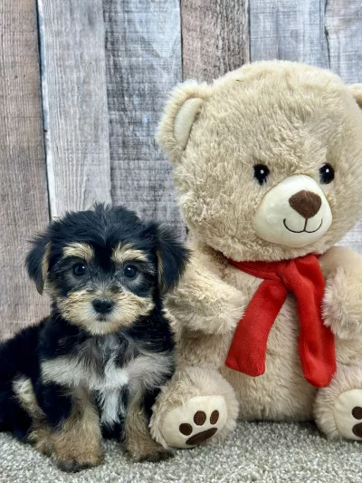 Maggie the moreki puppy for sale