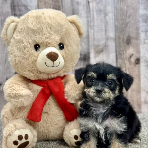 Murphy the morkie puppy for sale