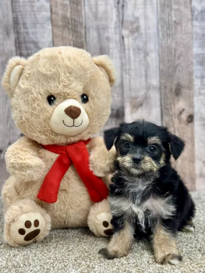 Murphy the morkie puppy for sale