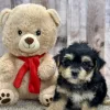 Marley morkie puppy for sale