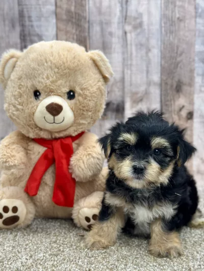 Marley morkie puppy for sale