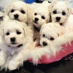 bichon puppies for sale