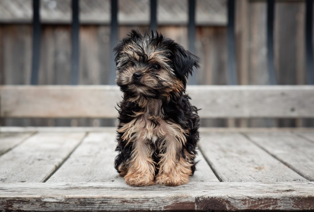 morkie puppies for sale 2