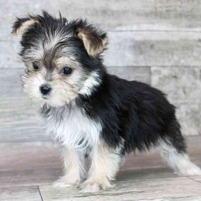 morkie puppies for sale 3