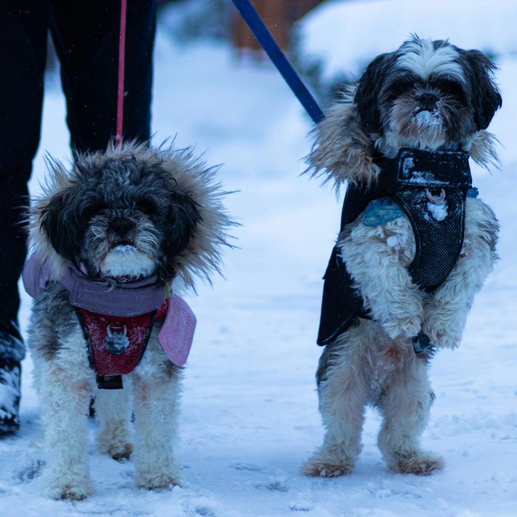 shih-poo puppies for sale in ohio