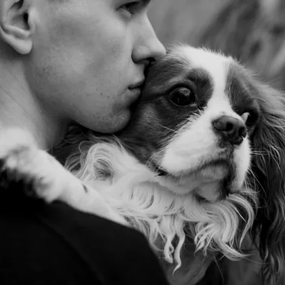 King Charles Cavalier Puppies for sale in Ohio