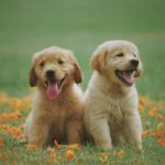 Golden Retriever puppies for sale in Ohio