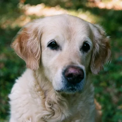 Golden Retriever puppies for sale in Florida, Golden Retriever Puppies for sale in Michigan, Golden Retriever Puppies for sale in Illinois, Golden Retriever Puppies for sale in Indiana, Golden Retriever puppies for sale in Kentucky, Golden Retriever puppies for sale in South Carolina, Golden Retriever puppies for sale in ohio, Golden Retriever puppies for sale in New York, Golden Retriever puppies for sale in Pennsylvania, Golden Retriever puppies for sale in New Hampshire, Golden Retriever puppies for sale in Rhode Island, Golden Retriever puppies for sale in Connecticut, Golden Retriever Puppies for Sale in New Jersey, Golden Retriever Puppies for sale in Delaware, Golden Retriever Puppies for sale in Maryland, Golden Retriever puppies for sale in West Virginia, Golden Retriever puppies for sale in Virginia, Golden Retriever puppies for sale in North Carolina