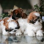 Shih-poo puppies for sale Ohio