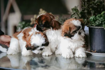 Shih-poo puppies for sale Ohio