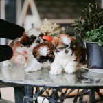 pexels-daka-20266189