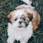 desinger puppys for sale