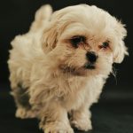 pexels-fragil-y-fugaz-39043722-16389533