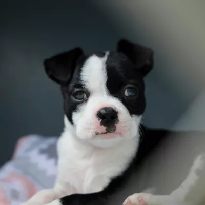 Boston Terrier Puppies laying in the windoe